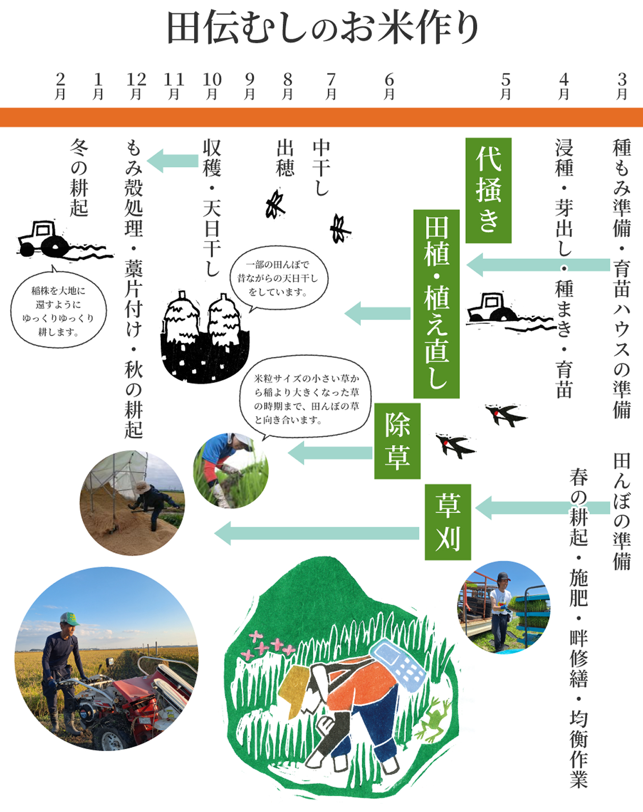 田伝むしの無農薬のお米作り。「中苗～成苗・晩植・疎植」にこだわり、農薬を使わずに田んぼの草と向き合います。