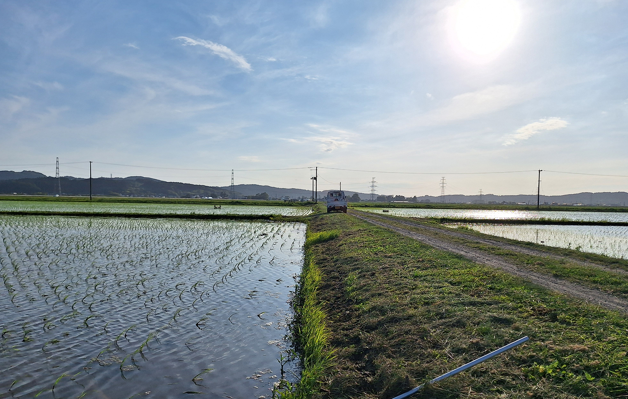 田伝むしのササニシキの田圃風景