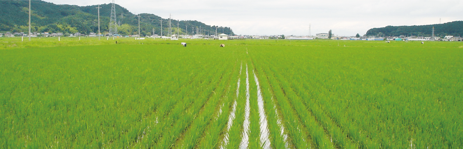 無肥料自然栽培米とは？