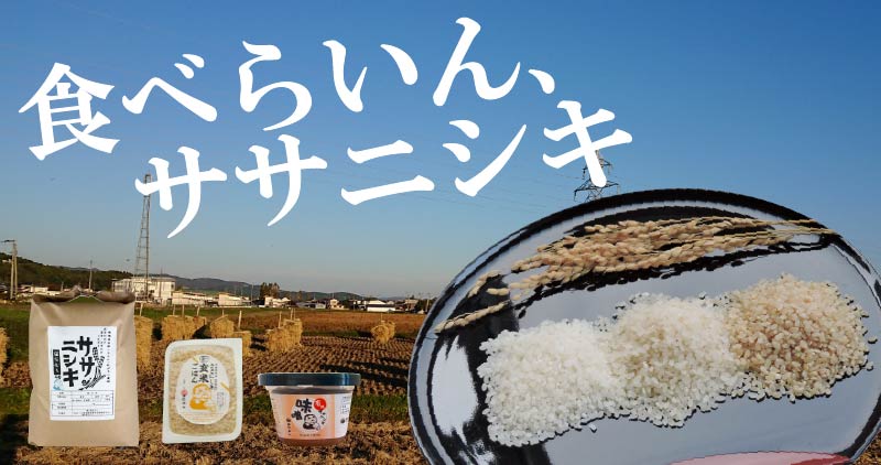 子供たちに安心して食べさせられるお米を作りたいから、田伝むしのお米は完全無農薬です。
