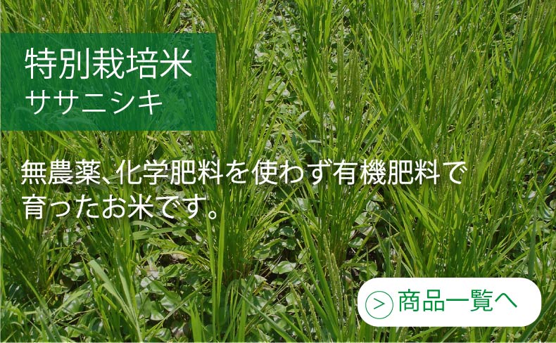 特別栽培米　ササニシキ